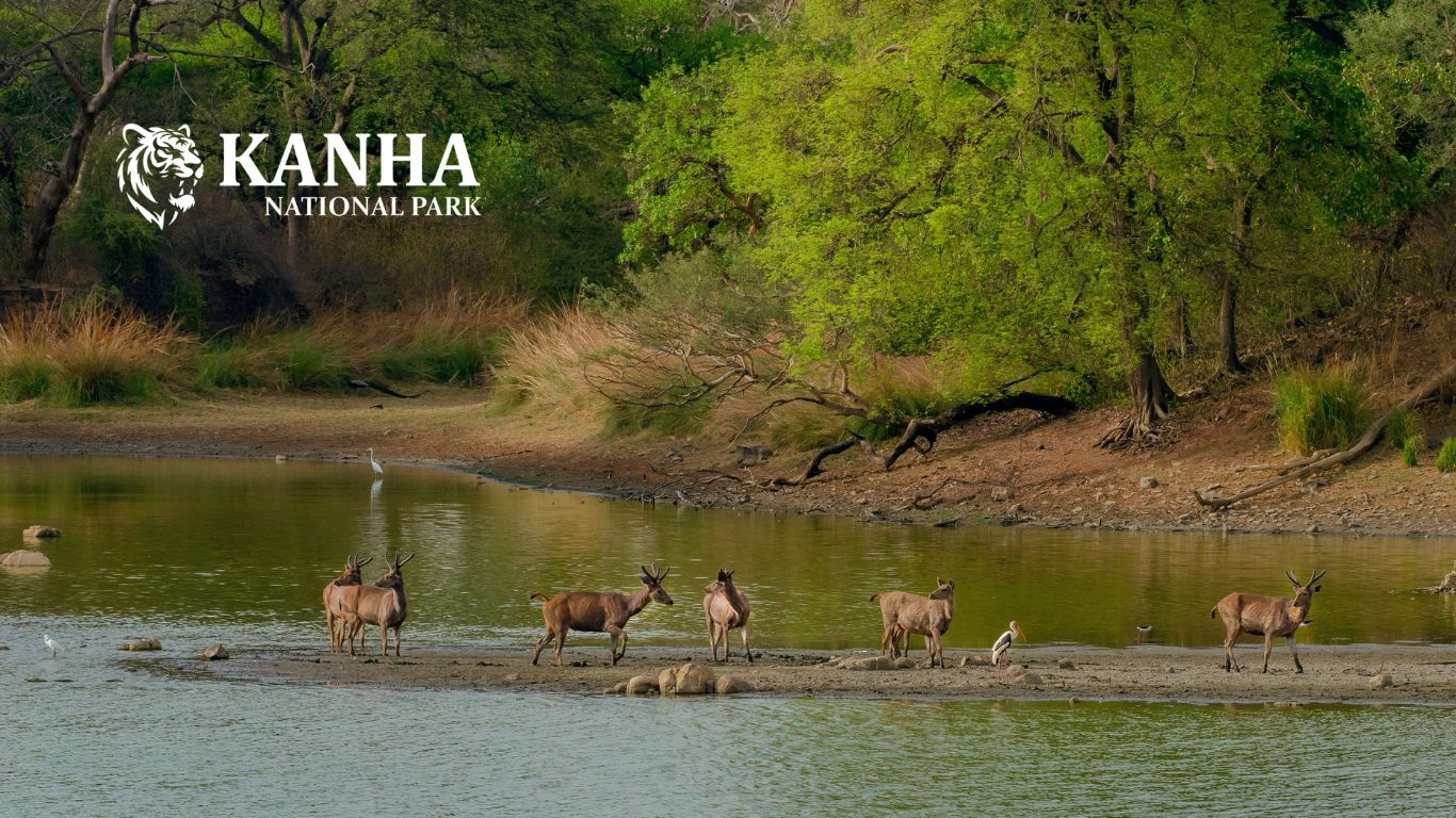 Kanha National Park