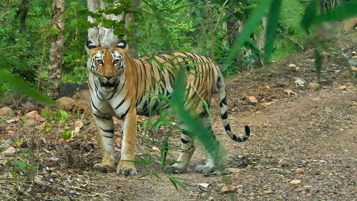 Kanha National Park