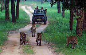 Kanha National Park Safari