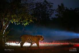 Kanha National Park