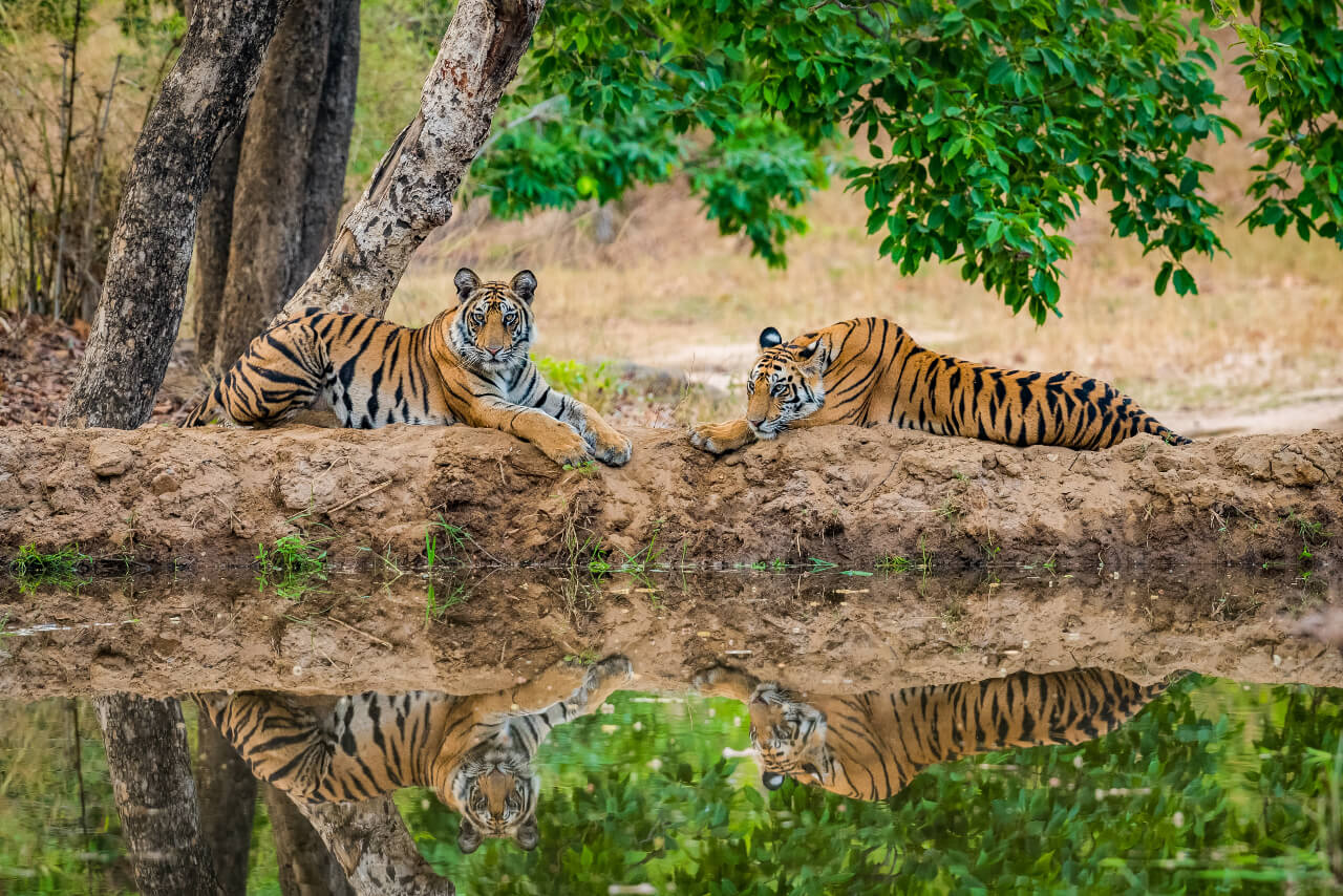 kanha tigers